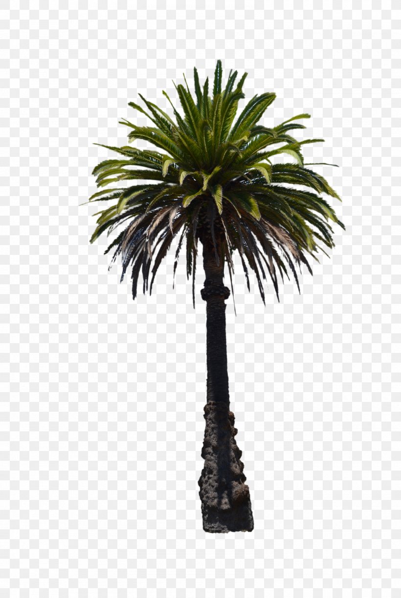 Florida Date Palm Veitchia Adonidia Tree, PNG, 1600x2381px, Florida, Adonidia, Arecaceae, Arecales, Borassus Flabellifer Download Free