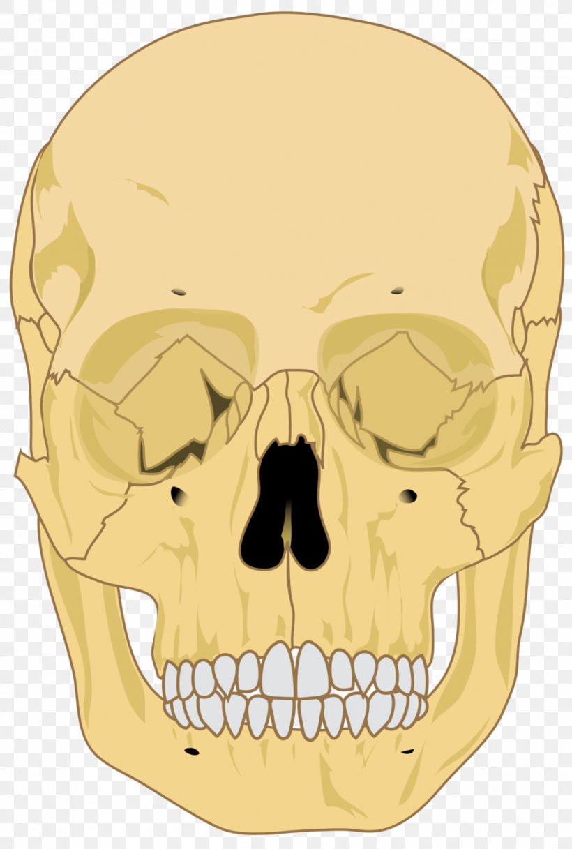 Human Skeleton Skull Human Body Homo Sapiens, PNG, 958x1422px, Human Skeleton, Anatomy, Bone, Brain, Face Download Free
