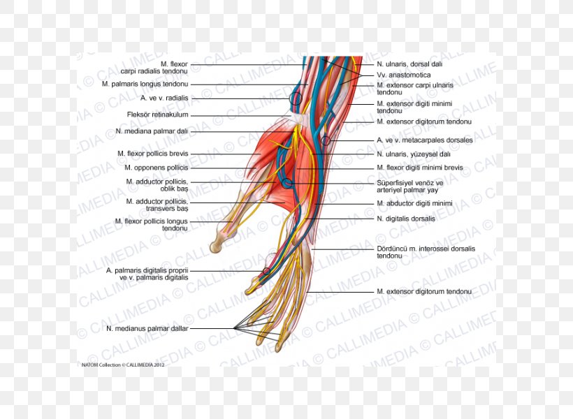 Nerve Hand Forearm Blood Vessel Muscle, PNG, 600x600px, Watercolor, Cartoon, Flower, Frame, Heart Download Free