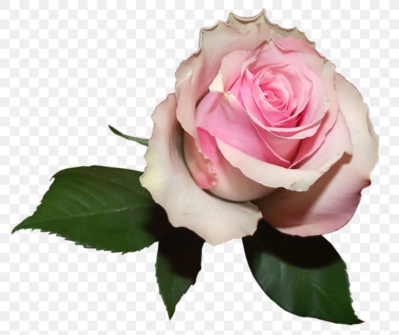 Pink Garden Roses Flower Color, PNG, 803x689px, Centifolia Roses, Artificial Flower, Blue Rose, Color, Color Scheme Download Free