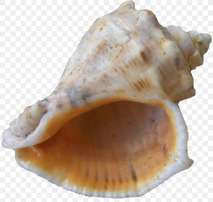 Sea Snail Beach Cockle, PNG, 1091x1032px, Sea Snail, Beach, Clam, Clams Oysters Mussels And Scallops, Cockle Download Free