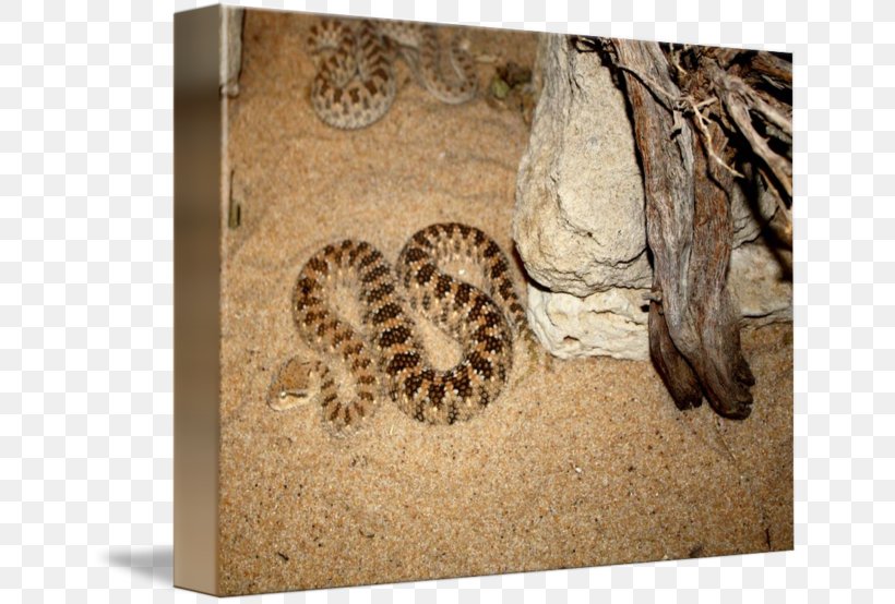 Snake Reptile Art Imagekind Pit Viper, PNG, 650x554px, Snake, Animal, Art, Artist, Canvas Download Free