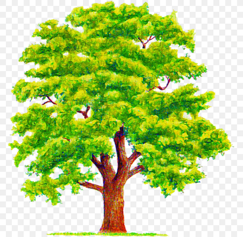 Arbor Day, PNG, 765x800px, Tree, American Larch, Arbor Day, Branch, Flower Download Free