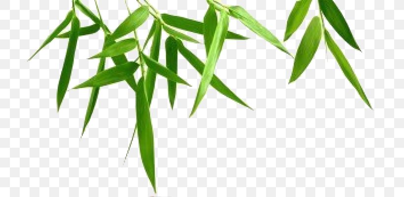Bamboo Photography, PNG, 720x400px, Bamboo, Can Stock Photo, Energy, Grass, Green Download Free