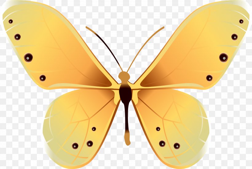 Butterfly Insect, PNG, 3670x2461px, Butterfly, Arthropod, Brush Footed Butterfly, Butterfly Net, Colias Download Free