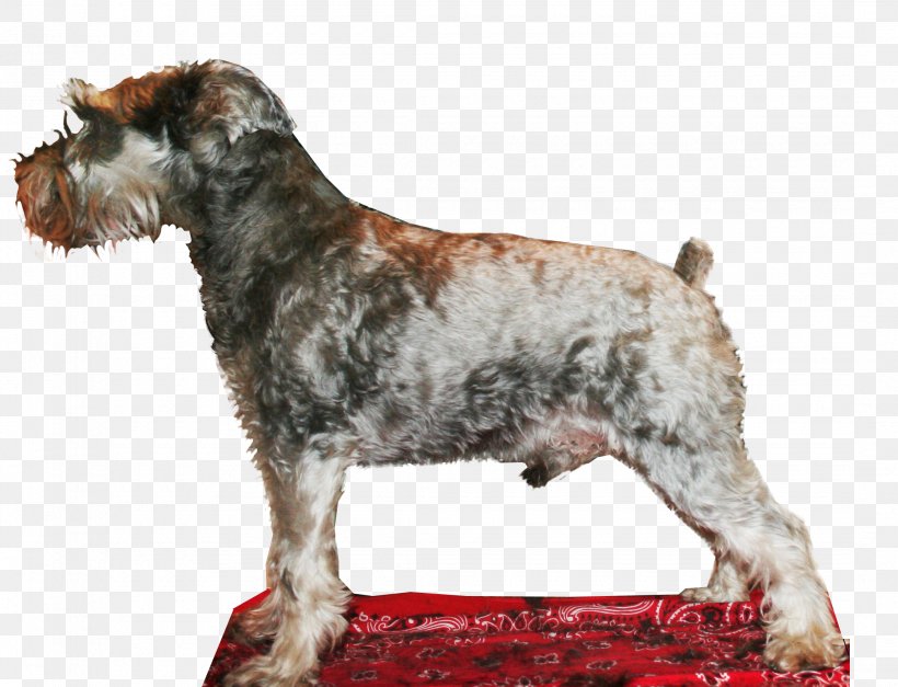 Cesky Terrier Miniature Schnauzer Standard Schnauzer Dog Breed Lakeland Terrier, PNG, 2160x1654px, Cesky Terrier, Breed, Breeder, Carnivoran, Crossbreed Download Free