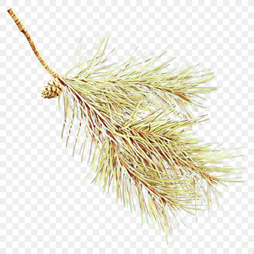 Emmer, PNG, 1024x1024px, Emmer, American Larch, Georgia Pine, Grass, Grass Family Download Free