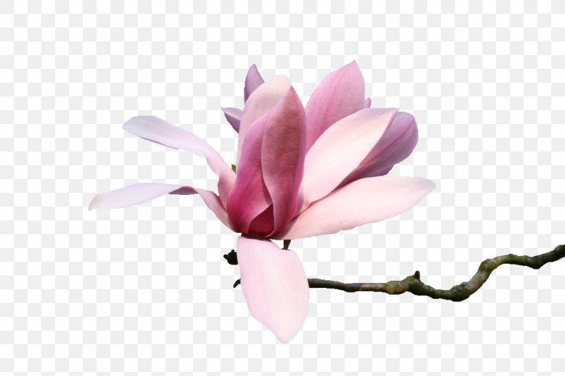 Flowers:Le Volume Sur Primtemps Magnolia Tube PSP, PNG, 1024x683px, Flowersle Volume Sur Primtemps, Atom, Blogger, Blossom, Branch Download Free