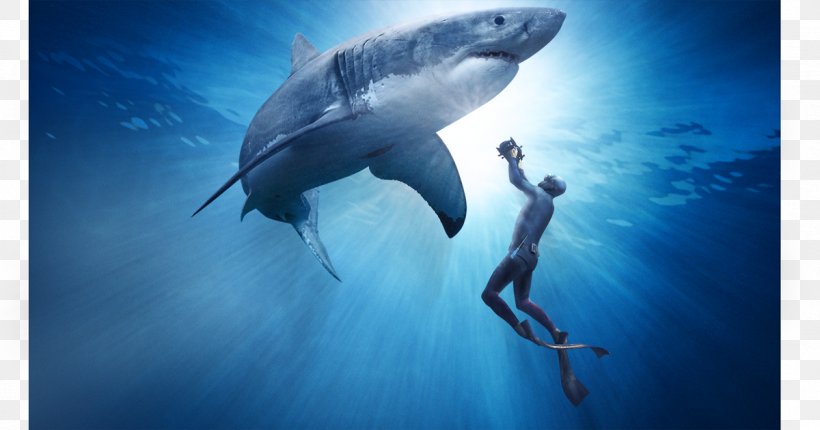 Great White Shark Documentary Film Predation, PNG, 1200x630px, 2013, Shark, Cartilaginous Fish, Documentary Film, English Download Free