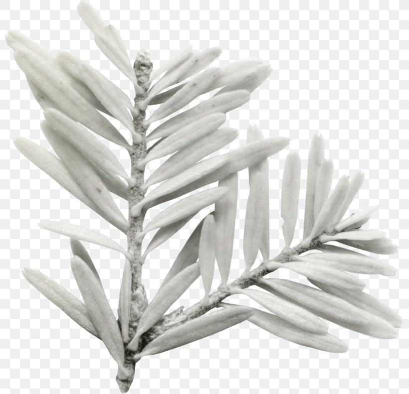 Clip Art White Zhongshan District, Liupanshui Image, PNG, 800x791px, White, Branch, Bwin Interactive Entertainment Ag, Colorado Spruce, Entertainment Download Free