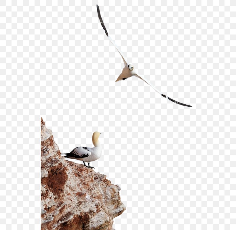 Seabird Gulls Clip Art, PNG, 535x800px, Bird, Beak, Computer Software, Drawing, Fauna Download Free