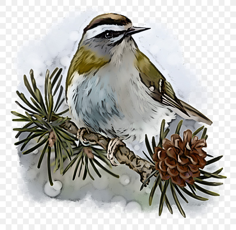 Bird Beak Plant Sparrow Perching Bird, PNG, 800x800px, Bird, Beak, Chipping Sparrow, Cuckoo, House Sparrow Download Free