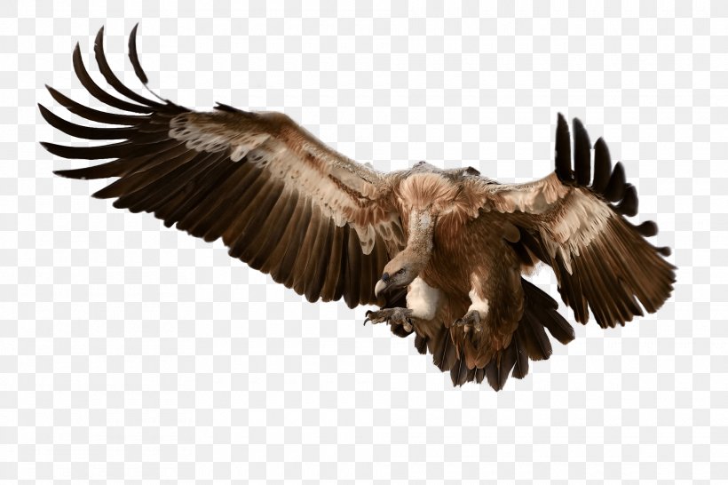 Bird Of Prey Griffon Vulture Accipitridae, PNG, 1920x1280px, Bird, Accipitridae, Accipitriformes, Bald Eagle, Beak Download Free