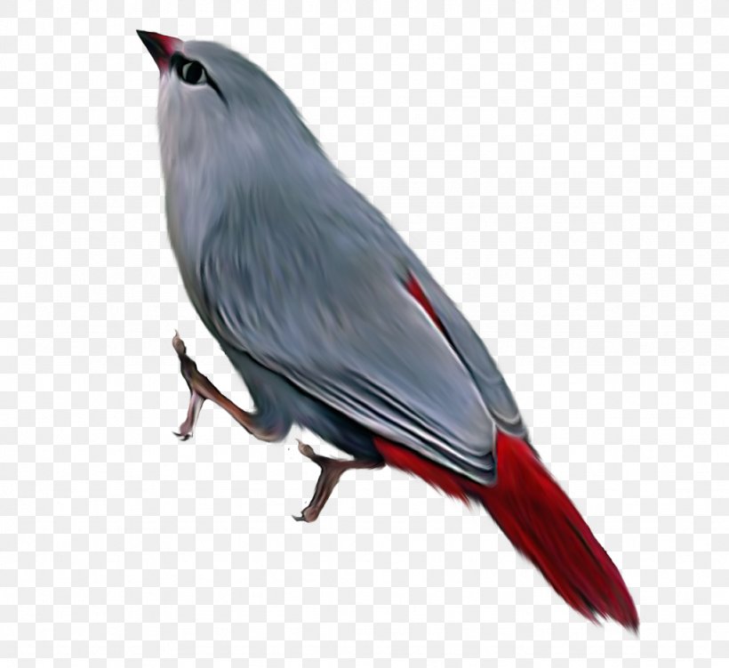 Bird Reptile Bald Eagle Passerine Beak, PNG, 1024x938px, Bird, Accipitriformes, Bald Eagle, Beak, Bird Of Prey Download Free