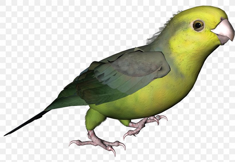 Lovebird Parakeet Feather Beak Pet, PNG, 2399x1660px, Lovebird, Beak, Bird, Common Pet Parakeet, Fauna Download Free