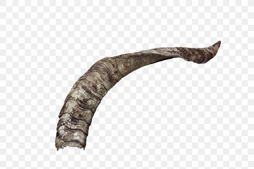 Image Goat Horn Download, PNG, 1280x853px, Goat, Animal, French Horns, Horn, Photography Download Free