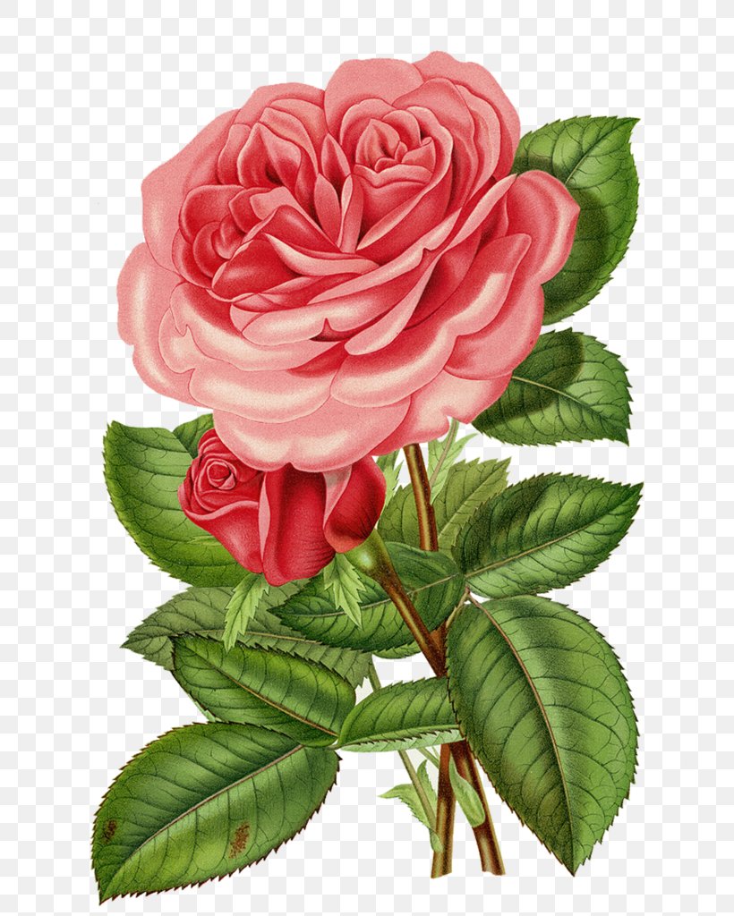 Rose Flower Clip Art, PNG, 731x1024px, Rose, Black And White, China Rose, Cut Flowers, Floribunda Download Free