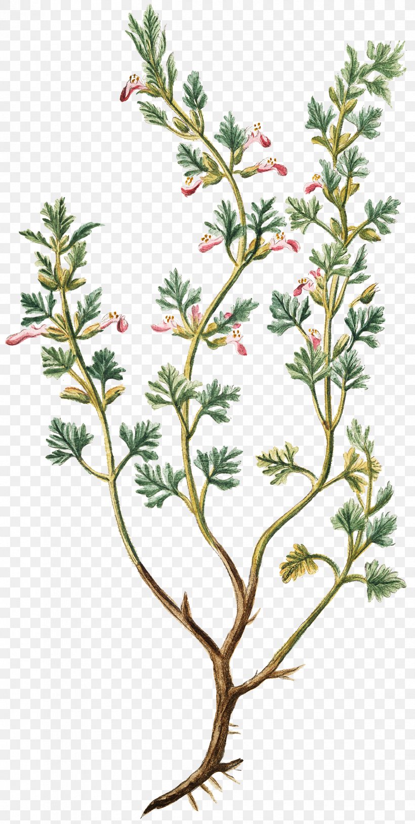 Wall Germander Wall Decal Twig Herb, PNG, 1209x2400px, Wall Germander, Branch, Decorative Arts, Flora, Flower Download Free