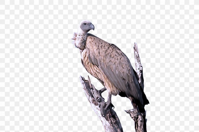 Bird Bird Of Prey Beak Vulture Osprey, PNG, 2448x1632px, Bird, Andean Condor, Beak, Bird Of Prey, Falconiformes Download Free