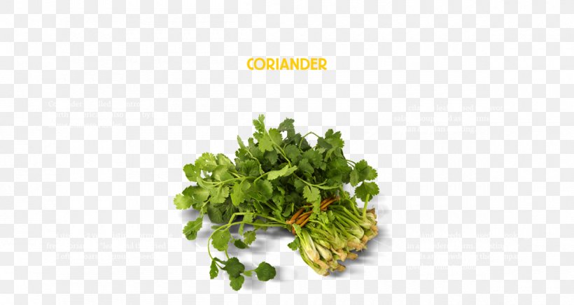 Chutney Coriander Parsley Herb Photography, PNG, 1200x639px, Chutney, Coriander, Food, Fotosearch, Greens Download Free