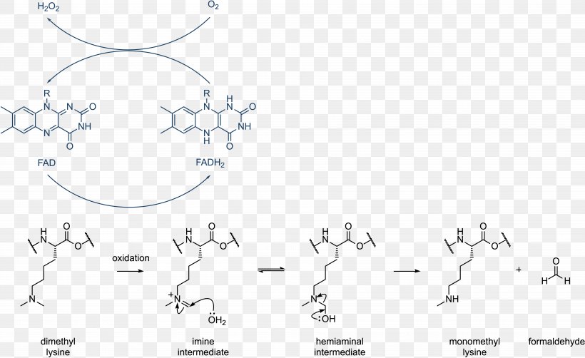 Histone Methylation Demethylation Histone Acetylation And Deacetylation, PNG, 7510x4600px, Histone, Acetylation, Acetyltransferase, Area, Arginine Download Free