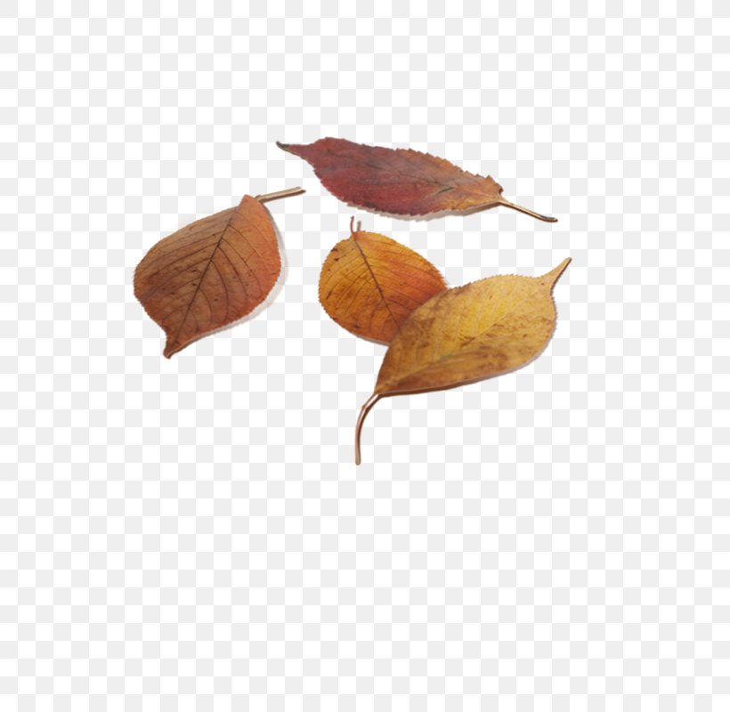 Leaf Autumn Deciduous, PNG, 800x800px, Leaf, Art, Autumn, Brown, Deciduous Download Free