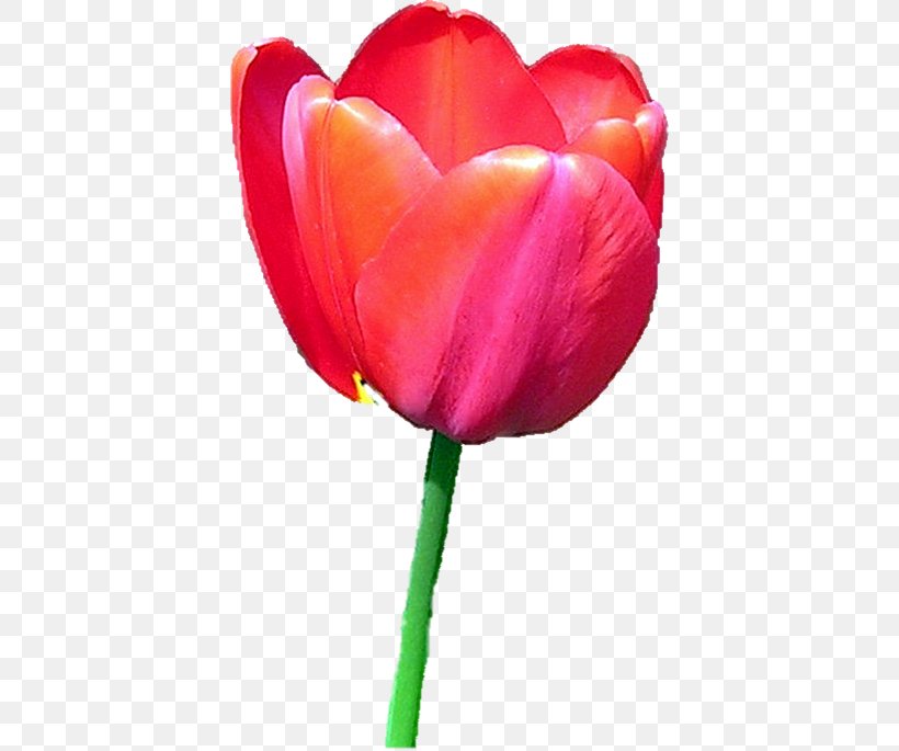 Tulip Flower Icon, PNG, 400x685px, Tulip, Cut Flowers, Flower, Flower Bouquet, Flowering Plant Download Free