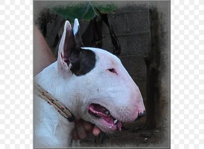 Bull Terrier (Miniature) American Pit Bull Terrier Bull And Terrier Old English Terrier, PNG, 800x600px, Bull Terrier, American Pit Bull Terrier, Barracuda, Breed, Bull Download Free