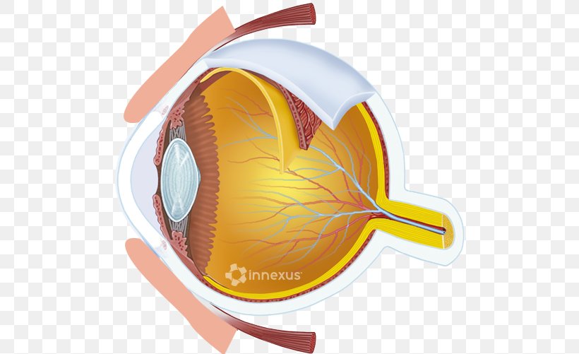 Central Retinal Artery Central Retinal Vein Human Eye, PNG, 750x501px, Central Retinal Artery, Artery, Central Retinal Vein, Cornea, Diabetic Retinopathy Download Free