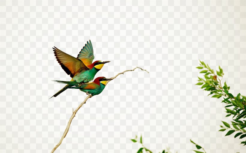 Hummingbird European Bee-eater Wallpaper, PNG, 2560x1600px, Bird, Beak, Beeeater, Computer, Desktop Environment Download Free