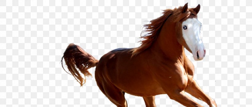 Mane Mustang Stallion Foal Colt, PNG, 854x363px, Mane, Animal Figure, Bridle, Colt, Foal Download Free