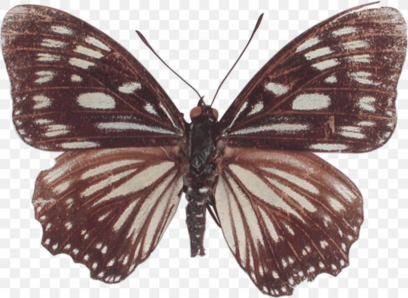 Monarch Butterfly Pieridae Gossamer-winged Butterflies Moth, PNG, 871x638px, Monarch Butterfly, Arthropod, Brush Footed Butterfly, Brushfooted Butterflies, Butterflies And Moths Download Free