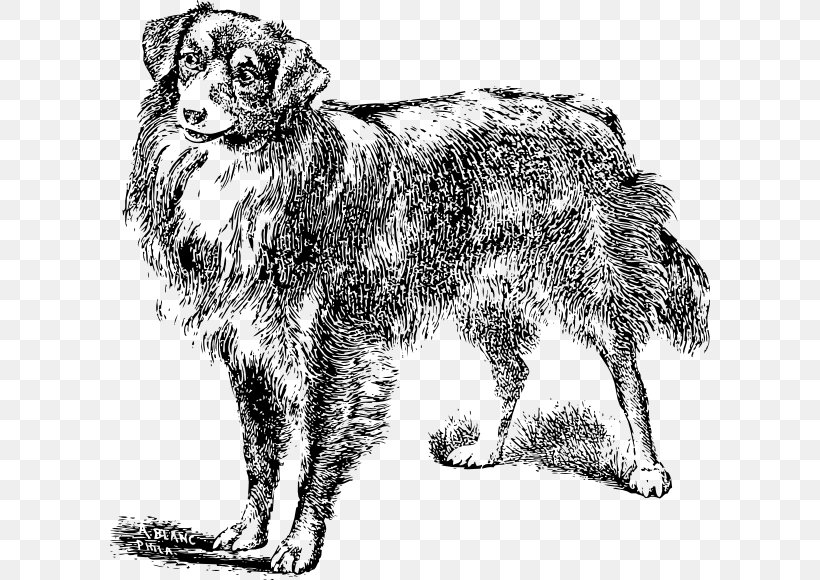 Dog Breed Rough Collie Puppy Dobermann Labrador Retriever, PNG, 600x580px, Dog Breed, Black And White, Canidae, Carnivoran, Companion Dog Download Free