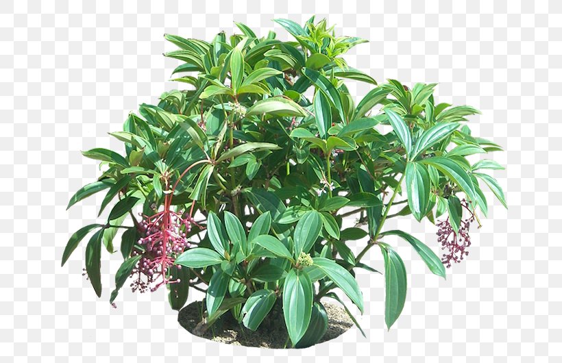 Euphorbia Milii Embryophyta Tropics Flower Tree, PNG, 682x530px, Euphorbia Milii, Embryophyta, Evergreen, Flower, Flowerpot Download Free