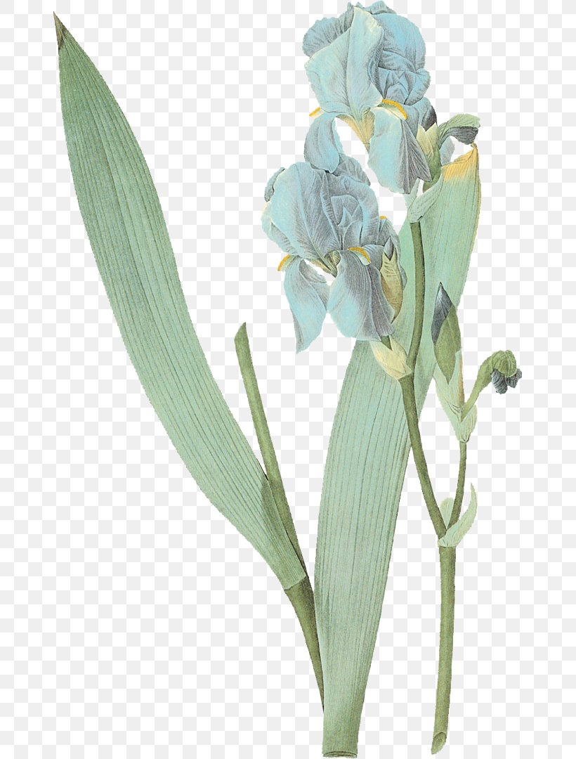 Irises Cut Flowers Painter Floral Design, PNG, 667x1080px, Irises, Art, Botany, Cut Flowers, Floral Design Download Free