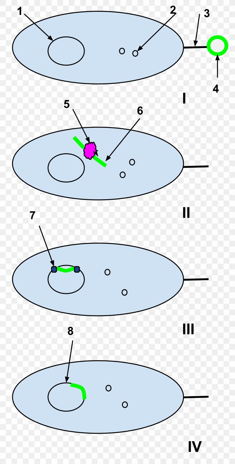 Natural Competence Molecular Biology Cell Bacteria, PNG, 1920x3791px, Natural Competence, Area, Bacteria, Bacterial Cell Structure, Biology Download Free