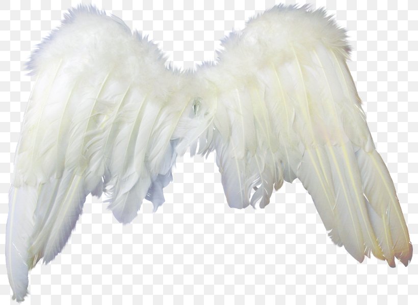 Photography Clip Art, PNG, 800x600px, Photography, Angel, Feather, Fur, Michael Download Free