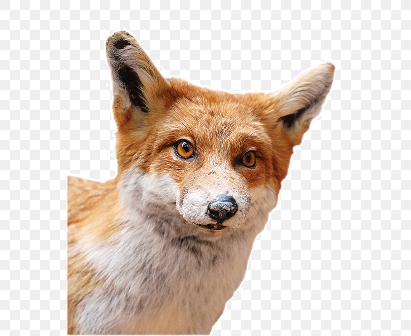 Red Fox Dhole Gray Wolf Red Wolf Fur, PNG, 558x671px, Red Fox, Dhole, Dog Like Mammal, Fauna, Fox Download Free