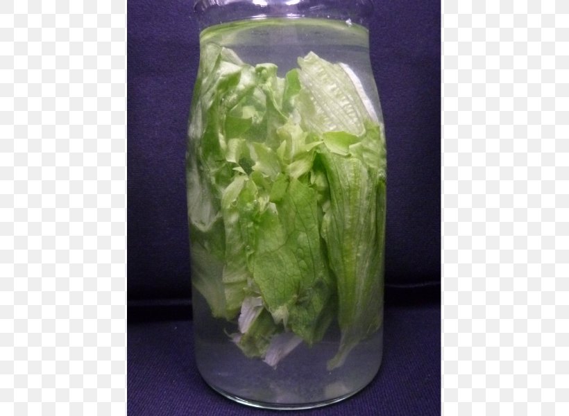 Romaine Lettuce, PNG, 800x600px, Romaine Lettuce, Leaf Vegetable, Lettuce, Vegetable Download Free