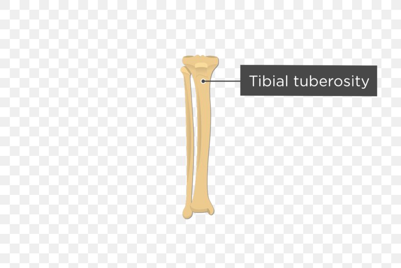 Tuberosity Of The Tibia Fibula Human Body Anatomy, PNG, 745x550px, Tuberosity Of The Tibia, Anatomy, Bone, Femur, Fibula Download Free