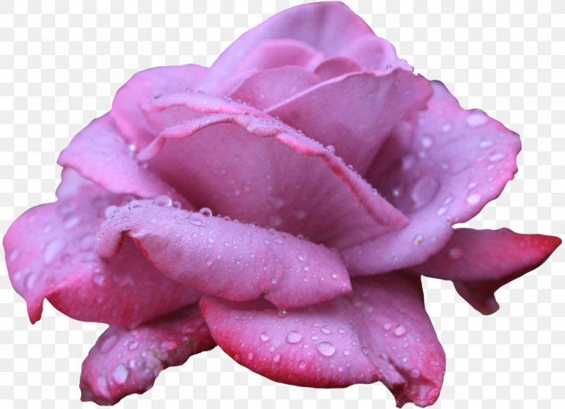 Beach Rose Flower Clip Art, PNG, 1049x761px, Beach Rose, Black Rose, Deviantart, Flower, Flower Bouquet Download Free