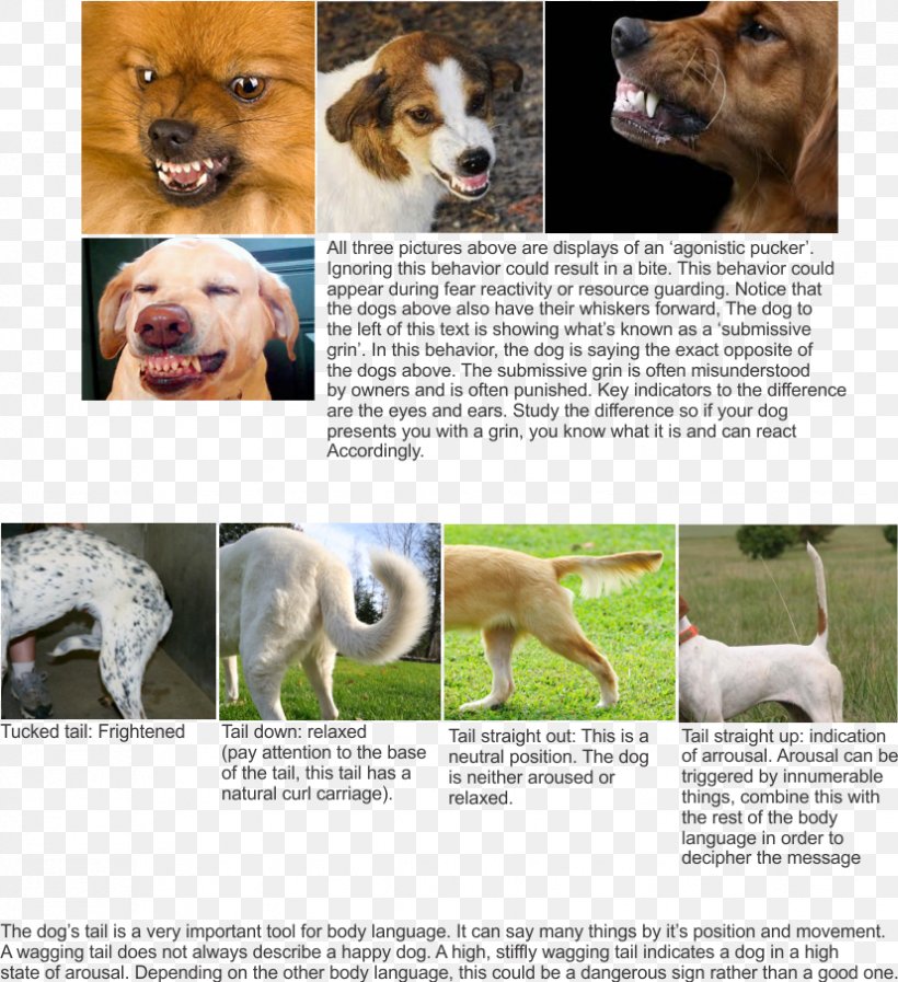 Dog Breed Golden Retriever Puppy Companion Dog Dog Training, PNG, 827x905px, Dog Breed, Breed, Carnivoran, Companion Dog, Dog Download Free