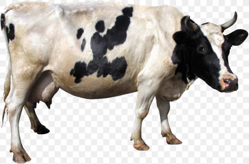 Holstein Friesian Cattle Dairy Cattle Gyr Cattle Clip Art, PNG, 1024x678px, Holstein Friesian Cattle, Bull, Cattle, Cattle Like Mammal, Cow Goat Family Download Free