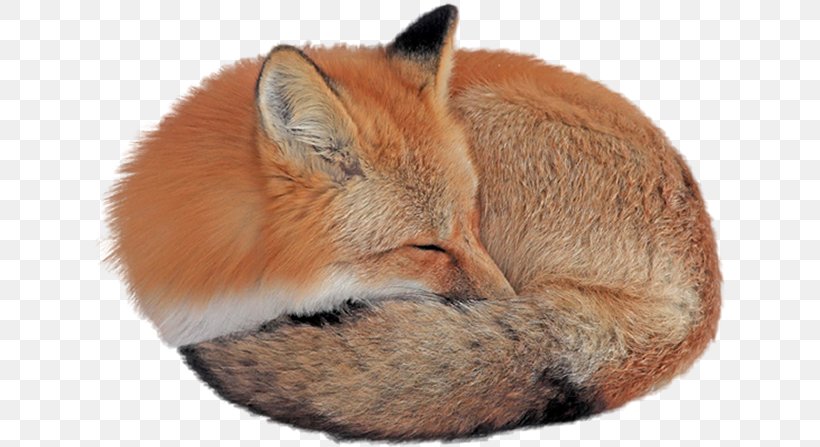 Red Fox Desktop Wallpaper Gray Wolf, PNG, 632x447px, Red Fox, Animal, Carnivoran, Computer, Coyote Download Free