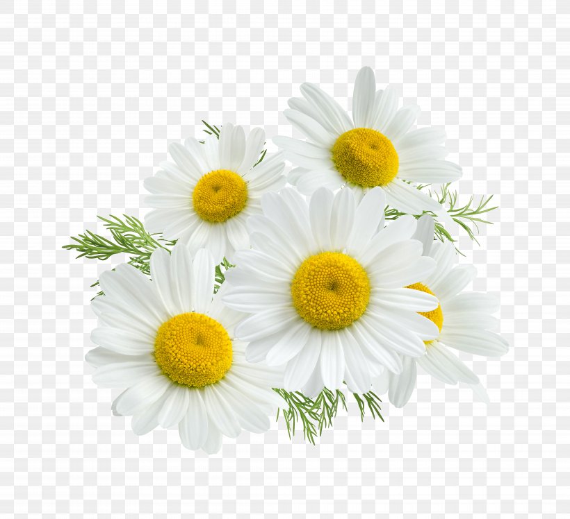 Roman Chamomile Stock Photography Royalty-free Flower, PNG, 8500x7756px, Chamomile, Chamaemelum Nobile, Chrysanths, Common Daisy, Cut Flowers Download Free