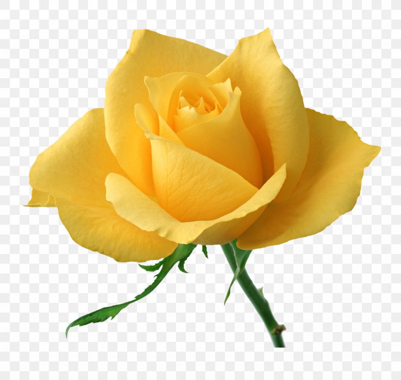 Rose Desktop Wallpaper Yellow High-definition Video Flower, PNG, 1280x1215px, Rose, Austrian Briar, Close Up, Cut Flowers, Display Resolution Download Free