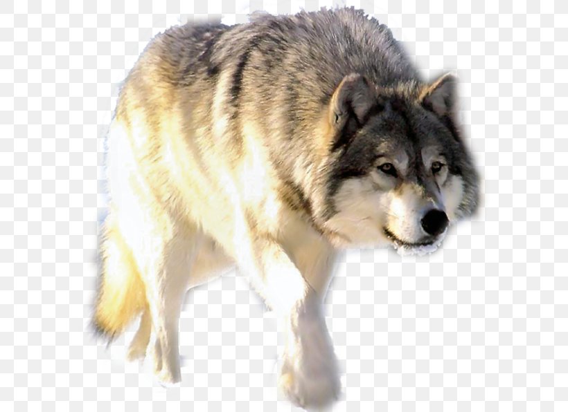 Saarloos Wolfdog Moose Deer Elk Pack, PNG, 600x596px, Saarloos Wolfdog, Animal, Canadian Eskimo Dog, Canidae, Canis Download Free