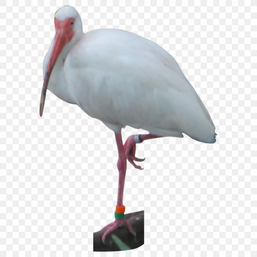 White Stork Bird Pelican Crane Ibis, PNG, 1024x1024px, Watercolor, Cartoon, Flower, Frame, Heart Download Free