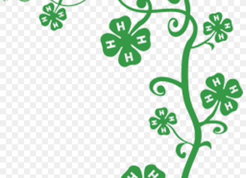 4-H Four-leaf Clover Cattle Clip Art, PNG, 800x592px, Clover, Agriculture, Branch, Business, Cattle Download Free