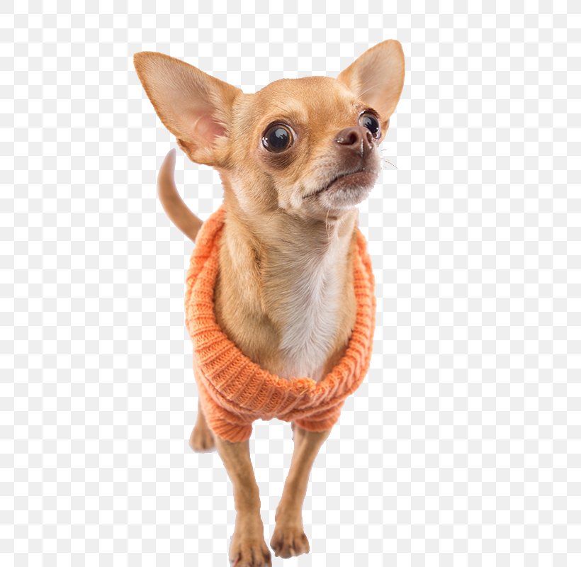 Chihuahua Puppy Dog Breed Companion Dog Toy Dog, PNG, 800x800px, Chihuahua, Breed, Carnivoran, Clothing, Companion Dog Download Free